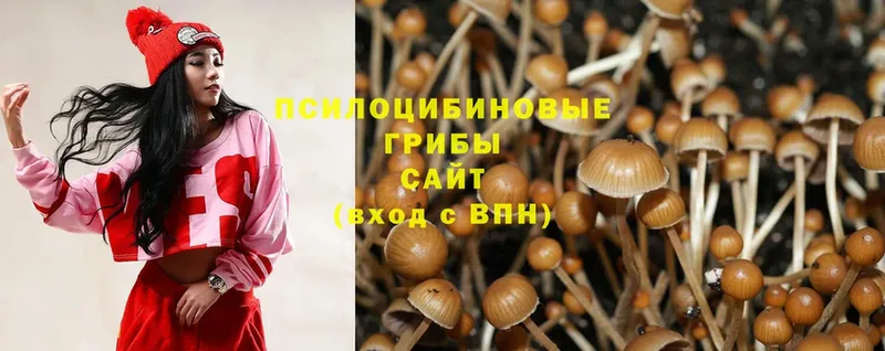 купить   Ветлуга  Галлюциногенные грибы Psilocybe 